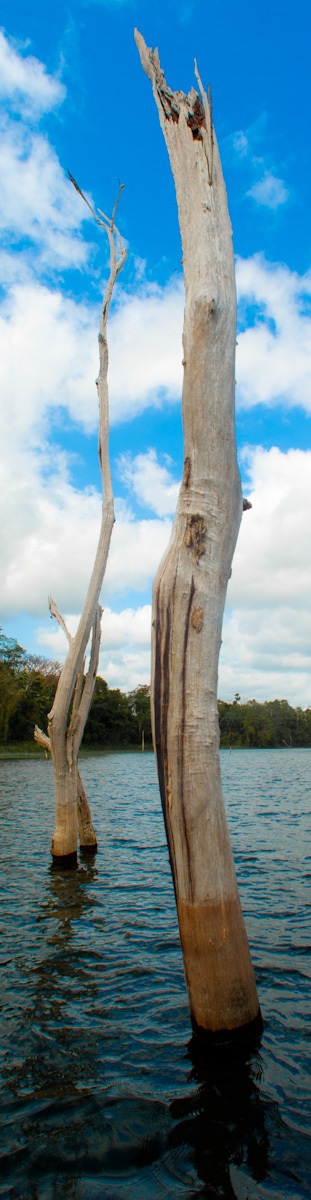 submerged wood